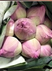 Fleurs De Lotus-rose-JasminFLEURSparis10