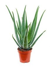 Plante d'Aloe Vera