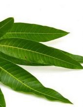 feuilles manguier